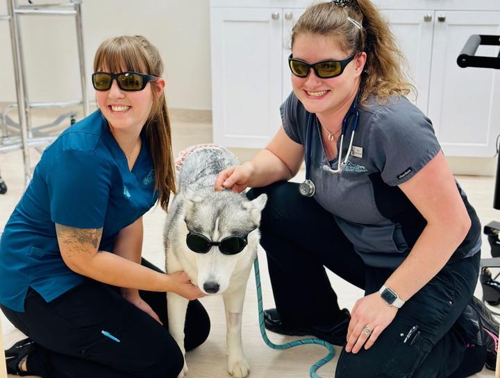 Laser Therapy for Pets